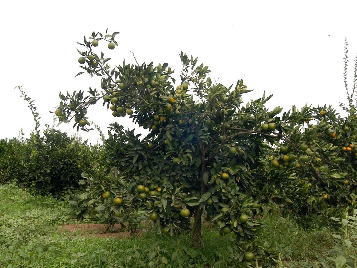 Allarme Greening: la nuova Xylella minaccia gli agrumi italiani