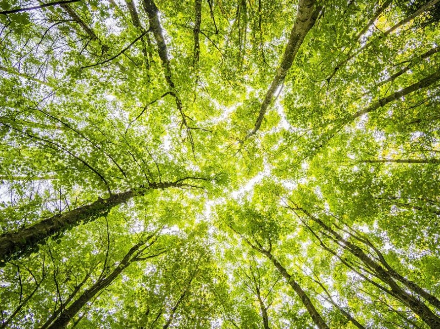 La natura in città salva vite: uno studio conferma il potere del verde urbano contro il caldo letale