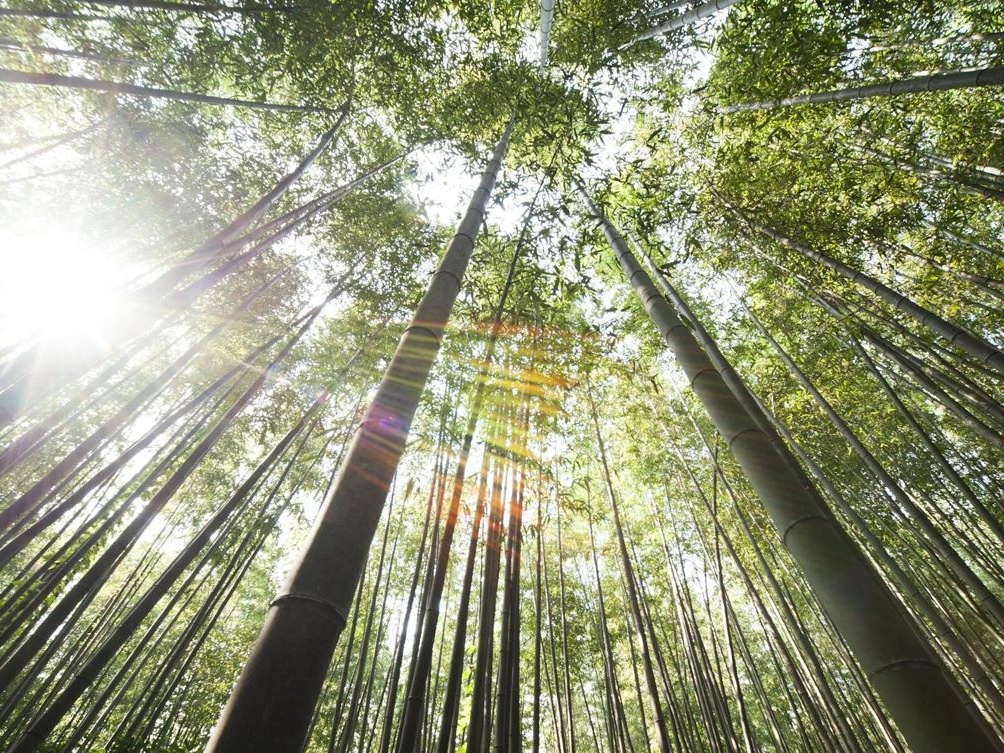 Agricoltura, milioni di ettari di terreni abbandonati. Una proposta: coltivarli a bambù