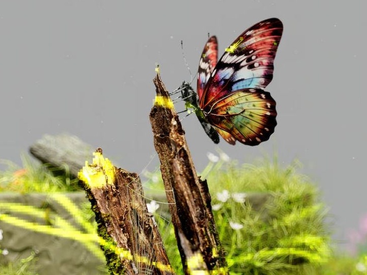 Clima, allarme scienziati: oltre 3.500 specie a rischio estinzione