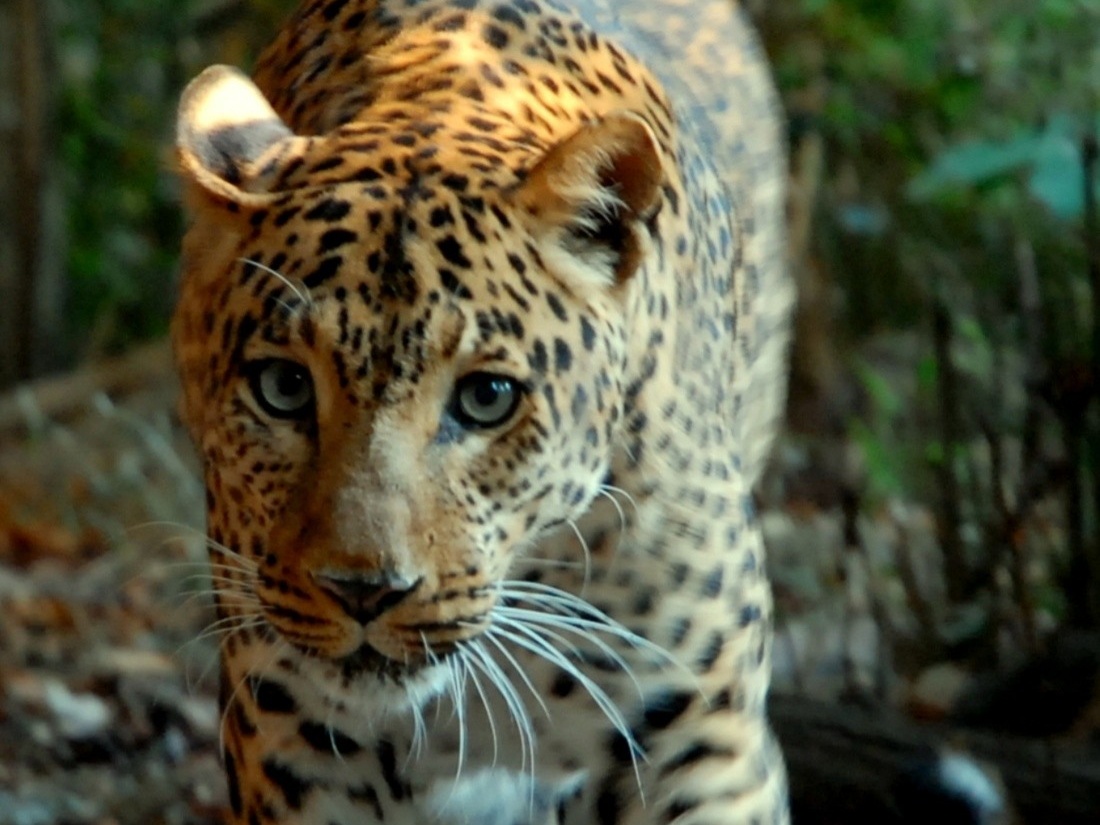 Banca del Fucino entra nella Fondazione Bioparco di Roma e adotta i leopardi