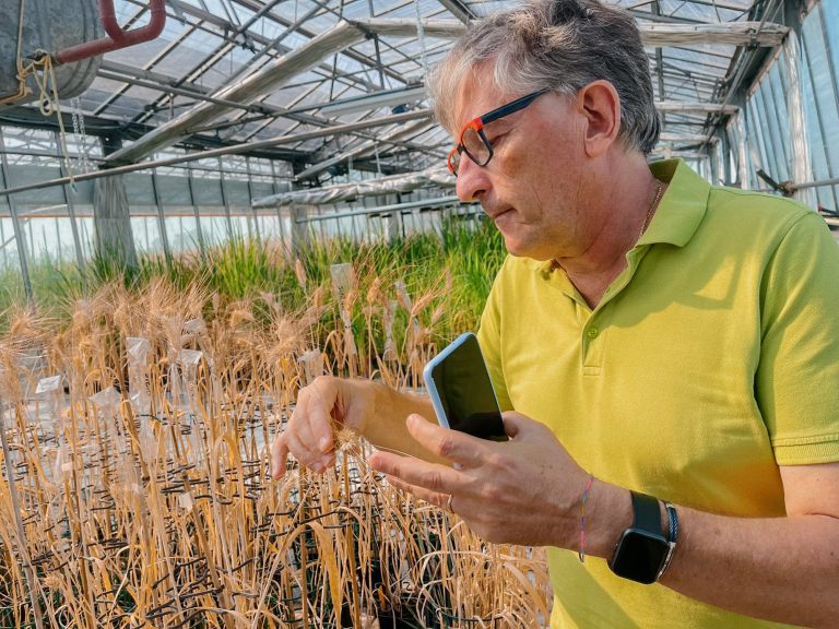 CREA e Microsoft insieme per decodificare il DNA di tutte le varietà di grano duro del pianeta