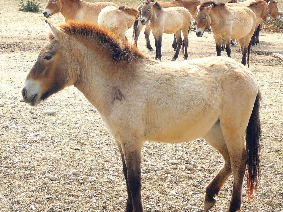 L’ultima corsa dei cavalli selvaggi