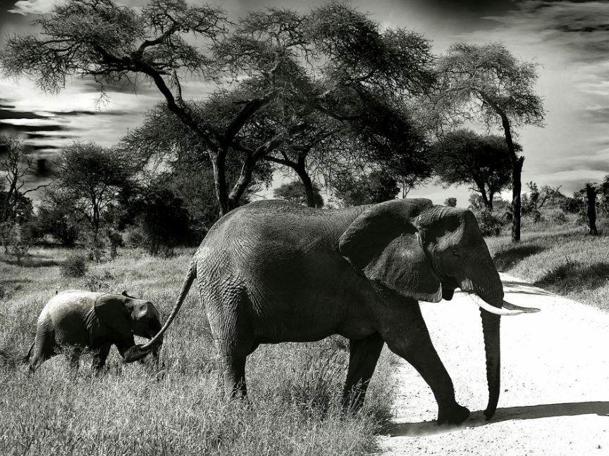 Quando una madre piange