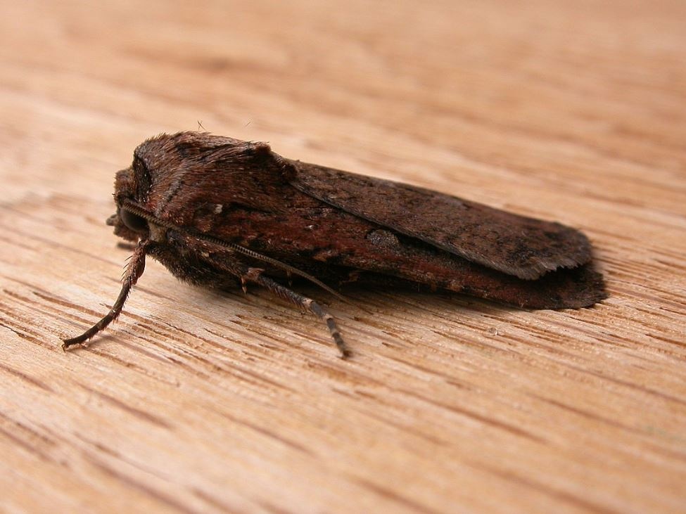 Animali: la bussola stellare della falena Bogong che si orienta con la Via Lattea
