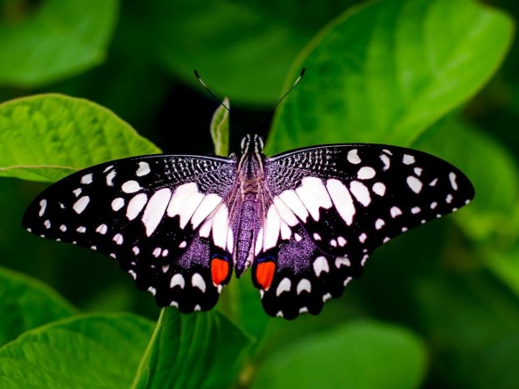 Le farfalle stanno perdendo i loro colori: quando la natura sbiadisce sotto l'impatto umano