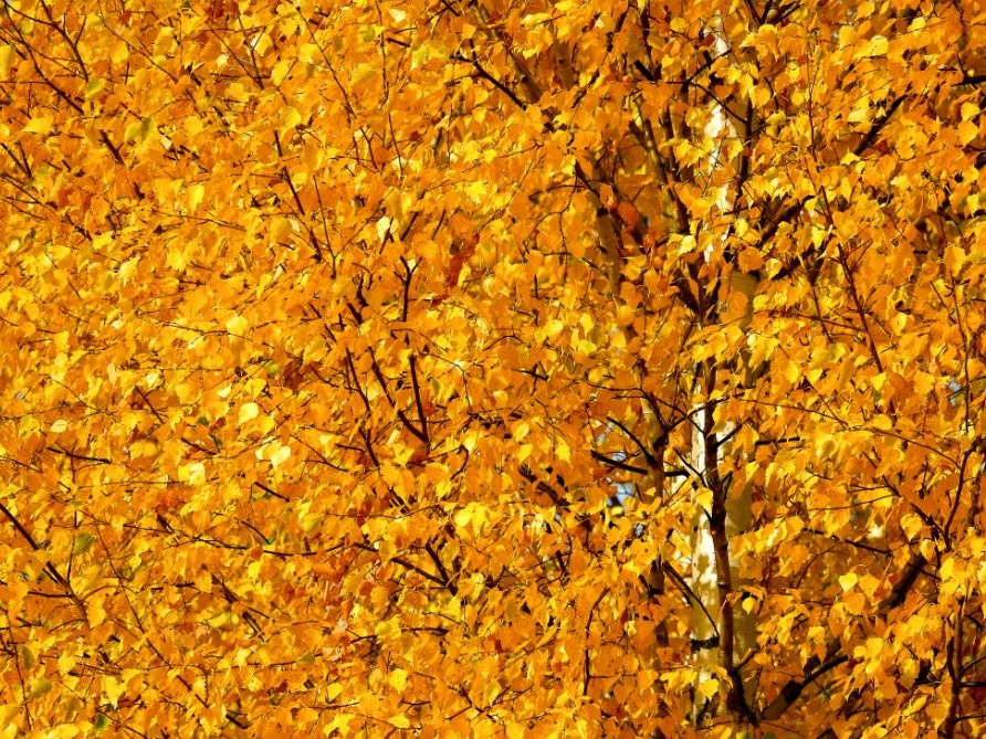 Foliage: dal Renon alla Sila, dove l'autunno si fa spettacolo