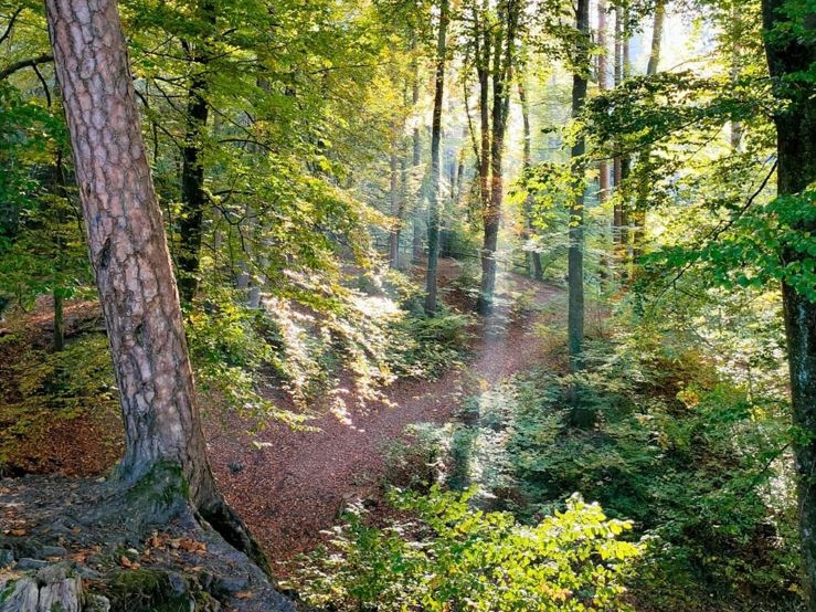 Nascono in Spagna le foreste-laboratorio per renderle più resistenti a parassiti e clima