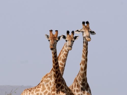 Eleganza in pericolo: la lotta per salvare le giraffe, i giganti gentili delle savane africane