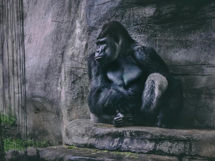 La rinascita dei gorilla fra le nebbie del Ruanda