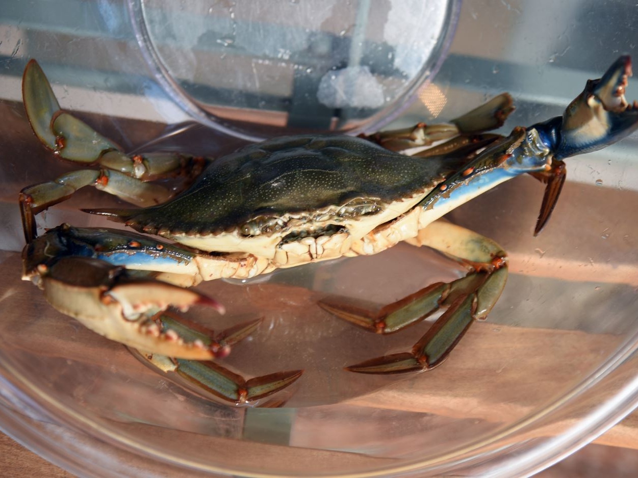 Da minaccia a risorsa: nasce Fil Blu, innovativa filiera che trasforma il granchio blu in risorsa per il petfood