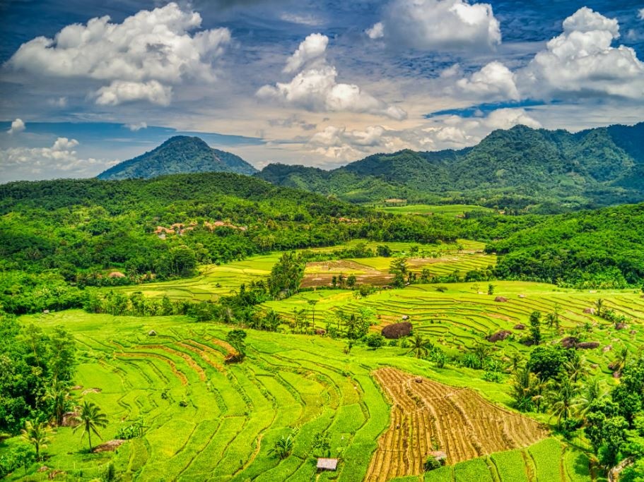 L'Indonesia deforesta un'area pari al Belgio per produrre bioetanolo