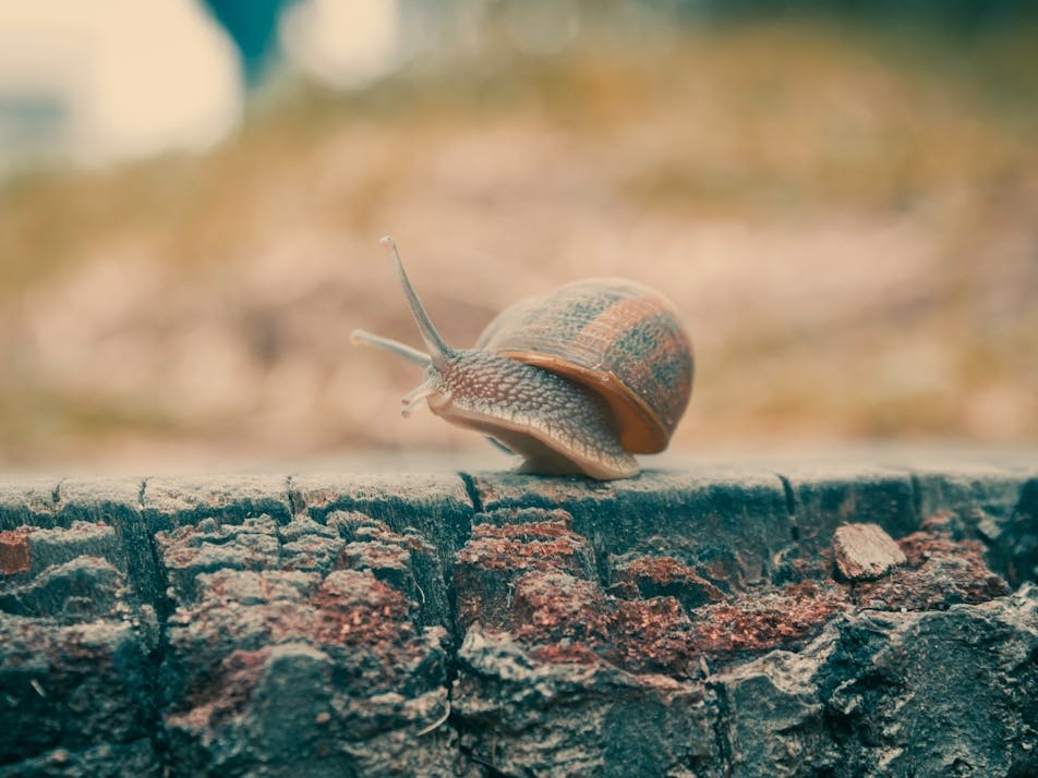 La lotta silenziosa per salvare le lumache delle Isole Desertas