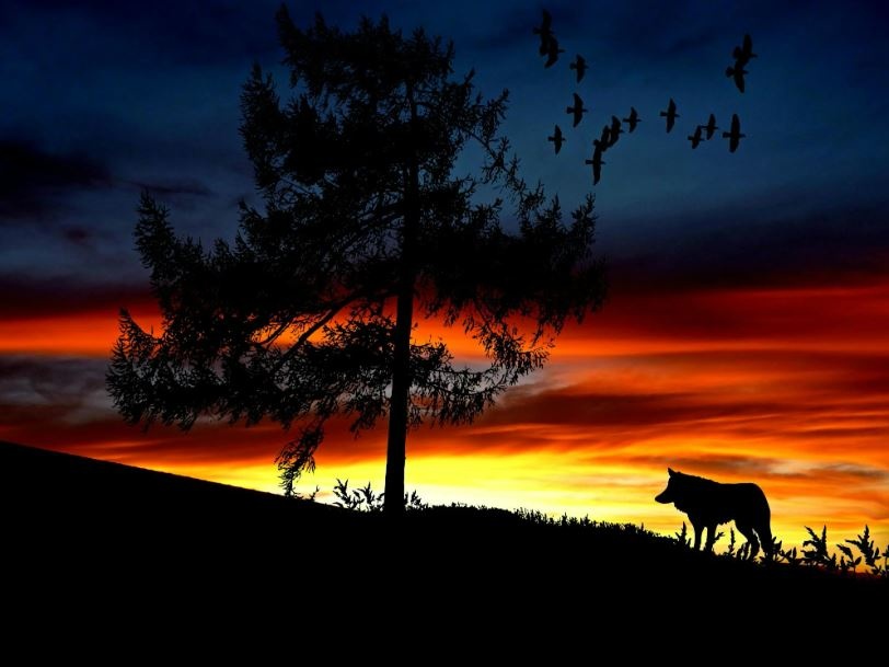 Chi ha paura del lupo cattivo? L'Ue abbassa il livello di protezione