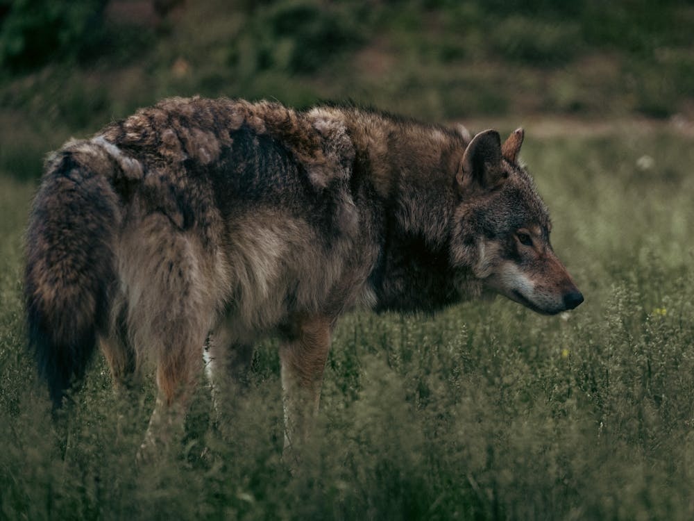 Il lupo perde la protezione in Europa: da predatore a preda?