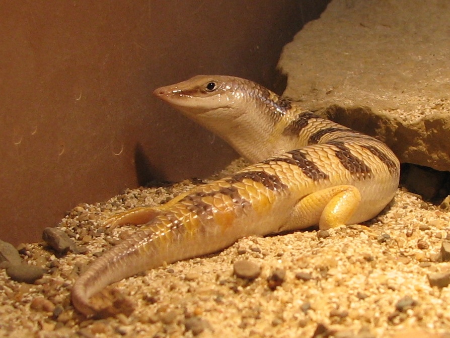 La lotta per salvare il warrarna: tra tradizione e innovazione nella conservazione indigena australiana