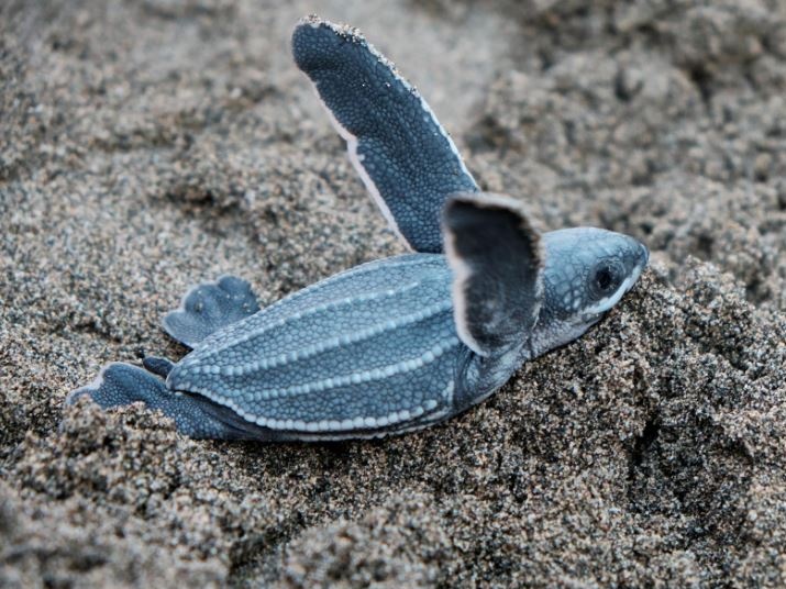 TartaBlu: il progetto che salva le tartarughe nel Mediterraneo