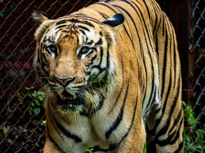 Donazioni di animali domestici per sfamare le tigri: lo zoo danese e il volto educato della crudeltà