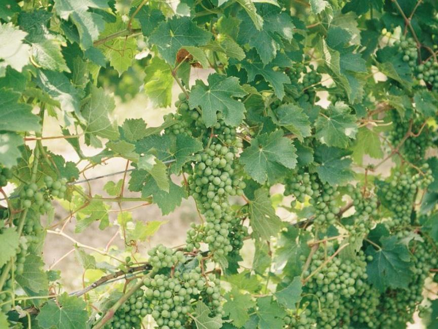 Vendemmia 2025, Italia leader mondiale per quantità e qualità