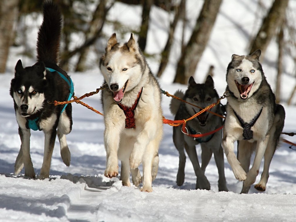 Il Canada si scusa con gli Inuit per la strage dei loro cani da slitta di 60 anni fa