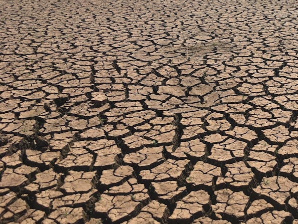 Siccità record in Inghilterra: bacini idrici al 56,1%, 3.000 ettari di habitat distrutti e fauna in crisi