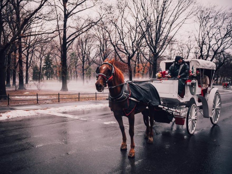 Central Park, i cavalli restano. Le domande sull’etica umana pure