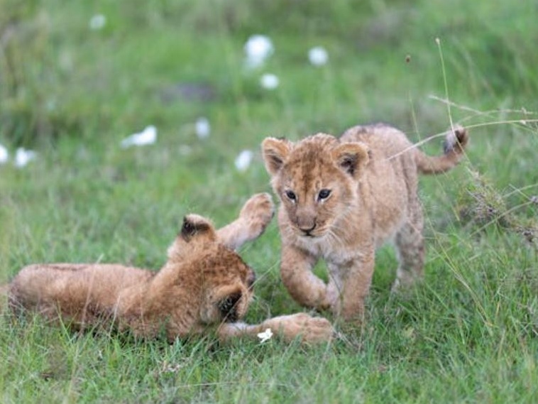 Cuccioli di leone da coccolare al ristorante? Il caso cinese accende il dibattito sugli animal pet