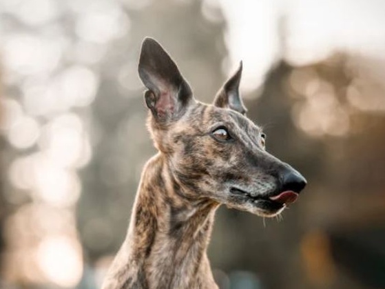 Nuova Zelanda, stop alle corse dei levrieri: un segnale di speranza per il futuro