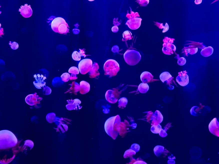 Francia, la rivincita delle meduse: quattro reattori nucleari fuori servizio a Gravelines