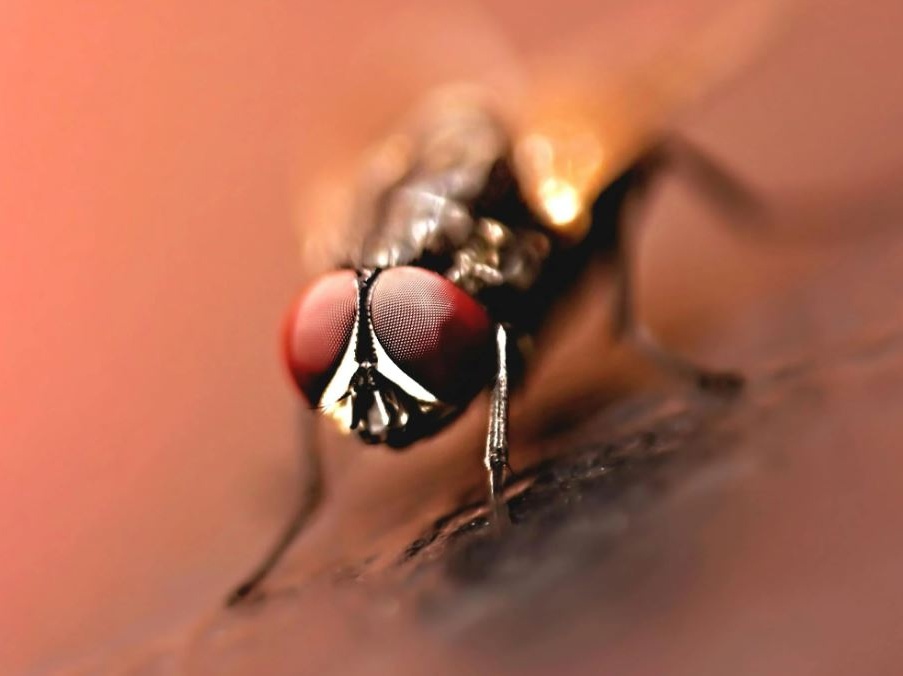 La guerra alle larve: negli Stati Uniti torna la strategia delle mosche sterili per salvare il bestiame