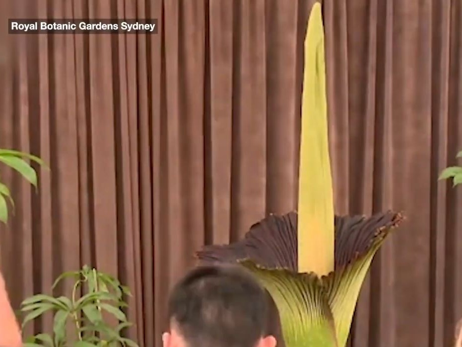 Putricia: il fiore che unisce puzza e poesia botanica