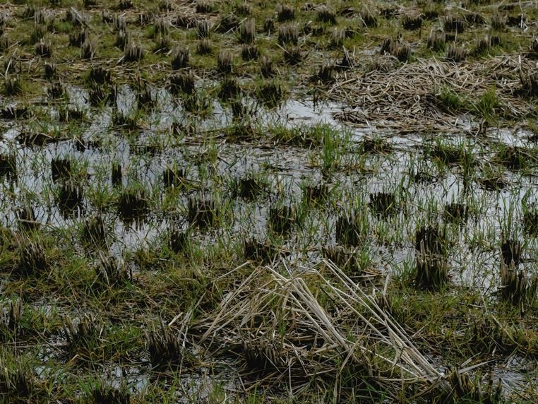 Giappone: il caldo estivo ha penalizzato le coltivazioni di riso, il governo attinge alle scorte