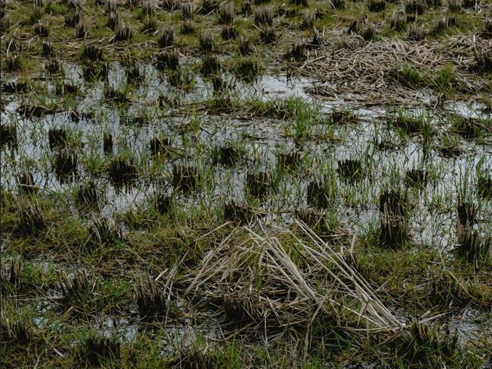 Giappone, il riso come il petrolio: il Governo libera le riserve strategiche