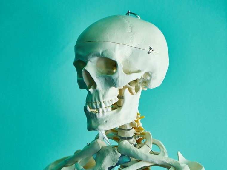 Regno Unito, rivoluzione per i musei: verso il divieto di esporre scheletri umani