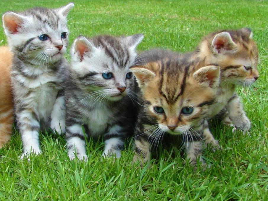 Gattoterapia: istruzioni per l’uso