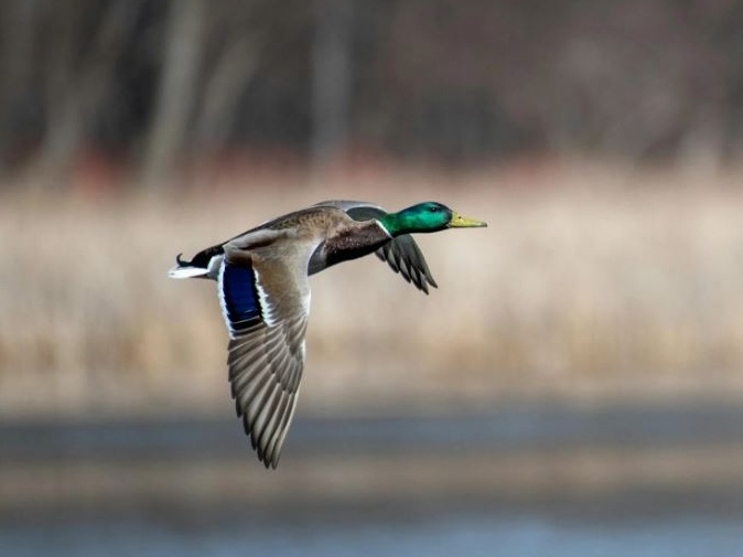 La Superduck che sfida il Codice della Strada