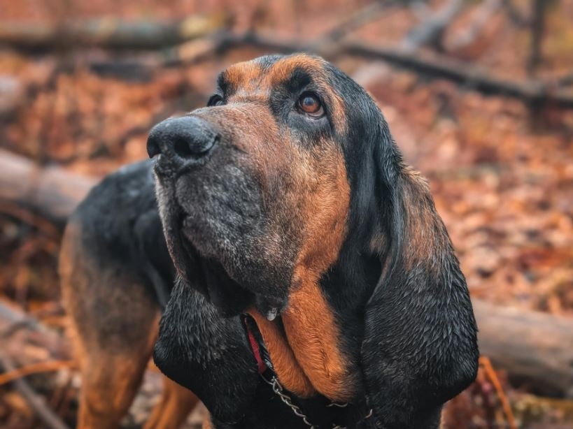 Ucciso con un’esca piena di chiodi: addio a Bruno, cane da salvataggio