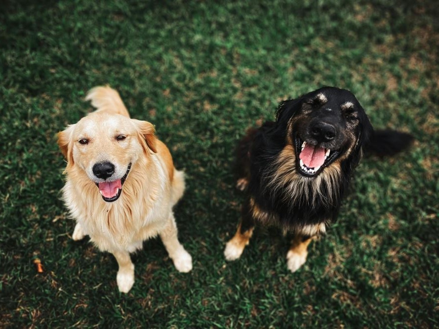 Animali domestici in aumento: il 22,1% delle famiglie ha cani e il 17,4% gatti