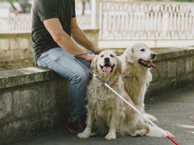 Cani da assistenza: la Spagna corre, l’Italia attende