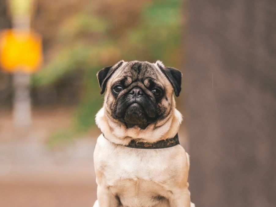 Animali: un carlino per amico
