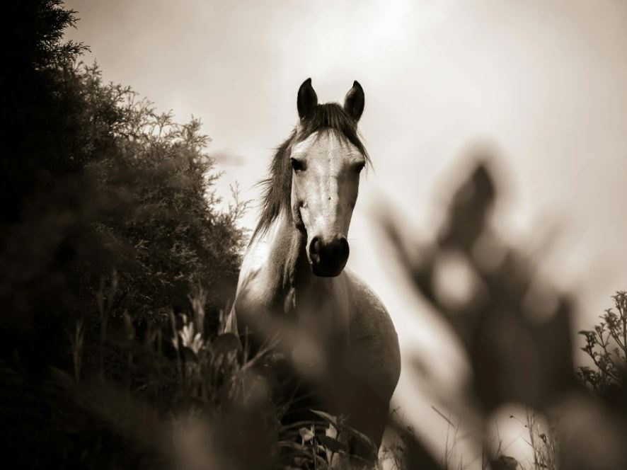 Abbandono equino: la speranza galoppa con Effetto Palla