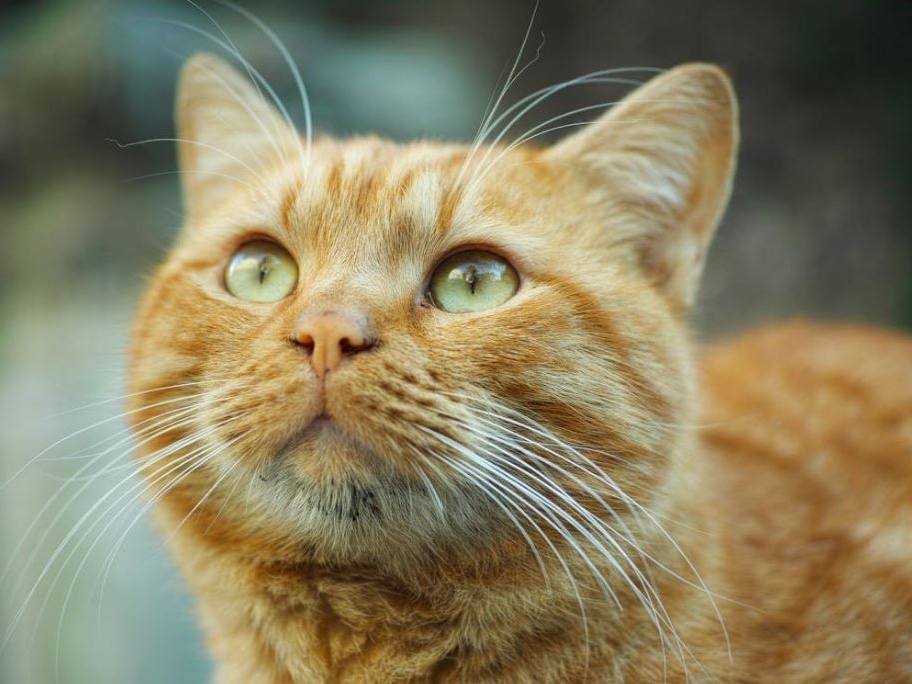I segreti dei gatti arancioni: tra charme da star e misteri genetici