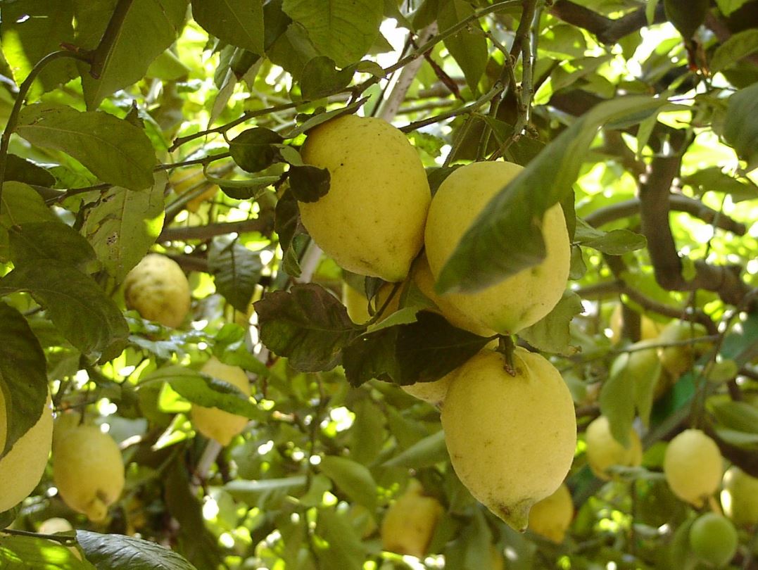 Italia e Giappone, tre nuovi tesori agricoli entrano nella rete globale dei GIAHS