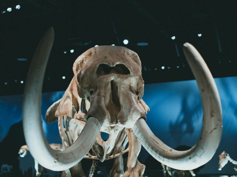 Scienza: il ritorno del mammut