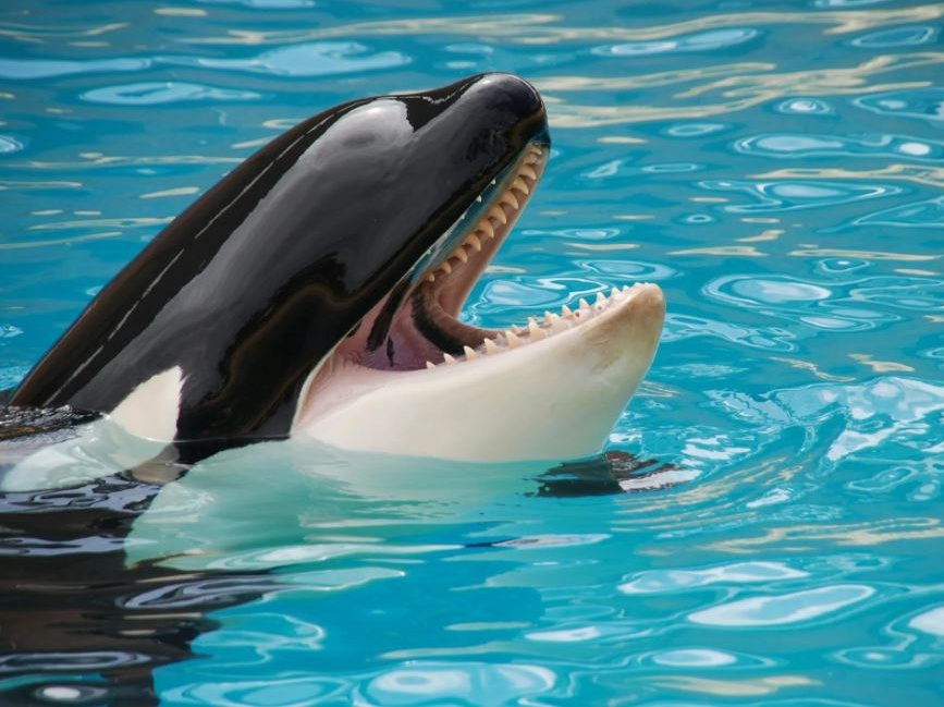 Orche, fake news e indignazione a comando