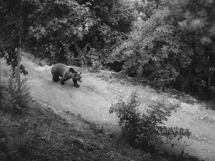 La distribuzione dell’orso bruno in Europa cambia con clima e dieta. Lo studio guidato anche dall’Università di Udine