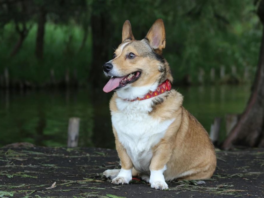 Corgi in festa in Lituania: 120 team europei animano il parco di Vilnius
