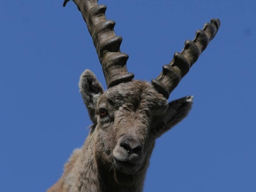 Il Governo approva la caccia agli stambecchi ma la specie è a un passo dall'estinzione