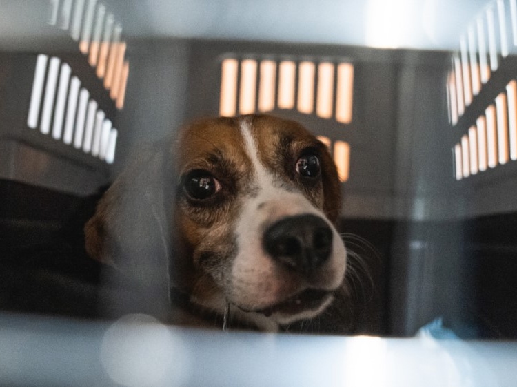 L’orrore nascosto nei laboratori universitari: una vergogna che deve scuotere tutti