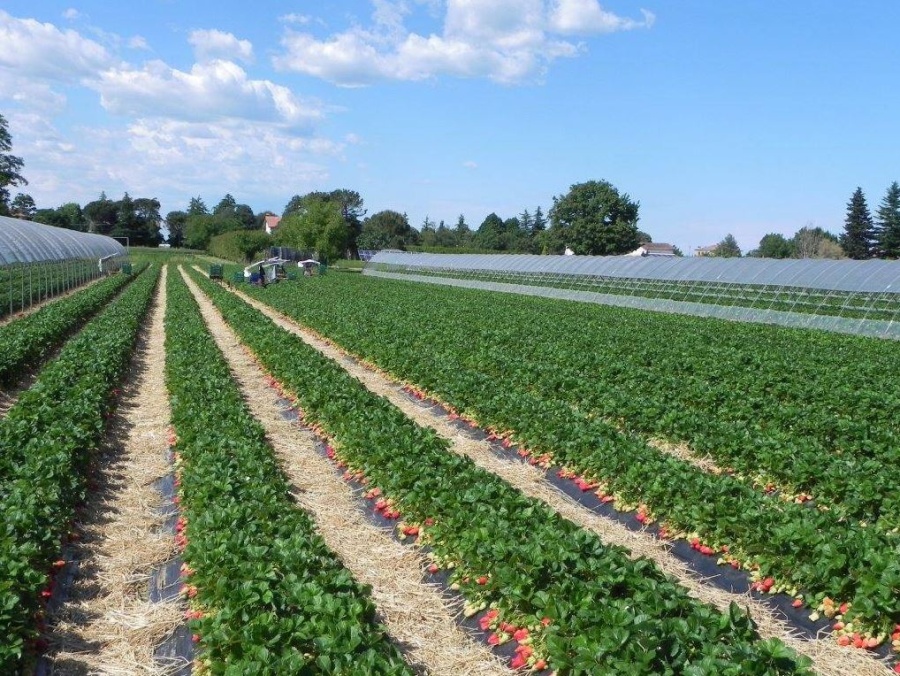 Usa, il suicidio è una piaga tra gli agricoltori: meglio uccidersi che non perdere le fattorie per la crisi